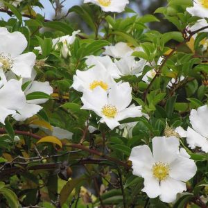 Native Plants, Invasive Plants, Rosa laevigata, Cherokee Rose, Three-Leaved Rose, Rosa sinica, Wild Roses, Shrub Roses