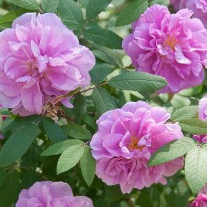 Native Plants, Invasive Plants, Rosa Rugosa, Rugosa Rose, Japanese Rose, Ramanas Rose, Wild Roses, Rugosa Hybrids, Shrub roses, pink roses, Hardy roses