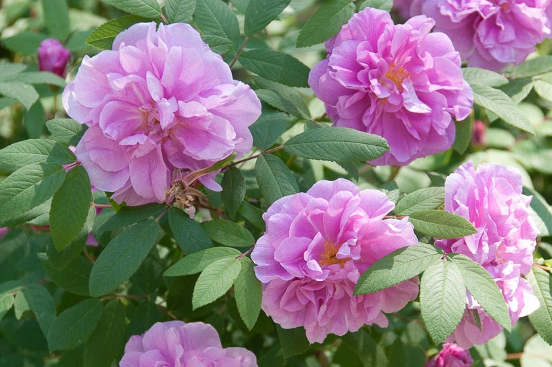 Native Plant Alternatives to Rosa rugosa (Rugosa Rose)