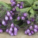 Native Plants, Invasive Plants, Symphytum officinale, Common Comfrey, Alum, Backwort, Black Root, Blackwort, Bohemian Comfrey, Bone-Set, Bruisewort, Comfrey Consound, Gum Plant, Healing Herb, Knit-Back