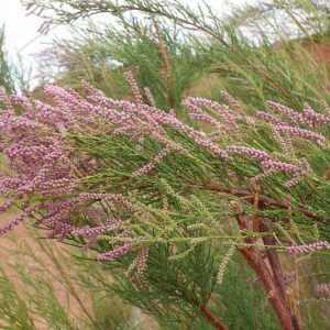 Native Plants, Invasive Plants, Tamarix ramosissima, Tamarisk, Saltcedar, Salt Cedar, Five-stamen Tamarix, Tamarix pentendra