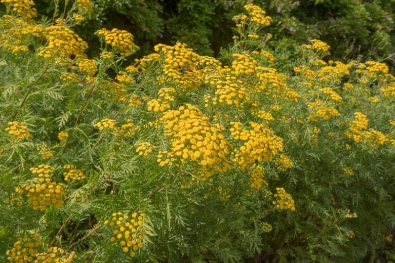 Native Plants, Invasive Plants, Tanacetum vulgare, Tansy, Buttons, Buttonweed, Ginger Plant, Golden Buttons, Hind-Heal, Immortality, Chrysanthemum vulgare