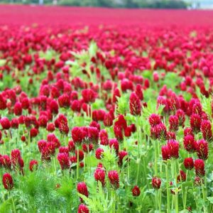 Native Plants, Invasive Plants, Trifolium incarnatum, Crimean Clover, Crimson Clover, Italian Clover, Napoleons, Scarlet Clover, German Clover, French Clover, Carnation Clover, Incarnate Clover