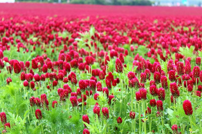 Native Plants, Invasive Plants, Trifolium incarnatum, Crimean Clover, Crimson Clover, Italian Clover, Napoleons, Scarlet Clover, German Clover, French Clover, Carnation Clover, Incarnate Clover