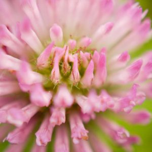 Native Plants, Invasive Plants, Trifolium pratense, Red Clover, Bee Bread, Broad-Leaved Clover, Clover Grass, Common Clover, Cow Grass, Marl Grass, Pinkies, Purplewort, Suckles, Sugar Plum