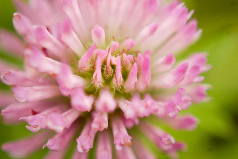 Native Plants, Invasive Plants, Trifolium pratense, Red Clover, Bee Bread, Broad-Leaved Clover, Clover Grass, Common Clover, Cow Grass, Marl Grass, Pinkies, Purplewort, Suckles, Sugar Plum