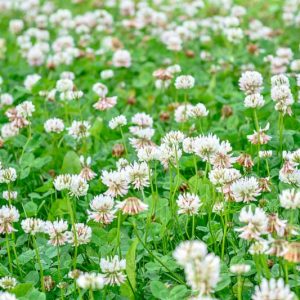 Native Plants, Invasive Plants, Trifolium repens, White Clover, Common Clover, Clover Grass, Creeping Clover, Dutch Clover, Gowan, Honey Stalks, Honeysuckle Grass, Lamb's Suckling, Shamrock, Sheep's Gowan