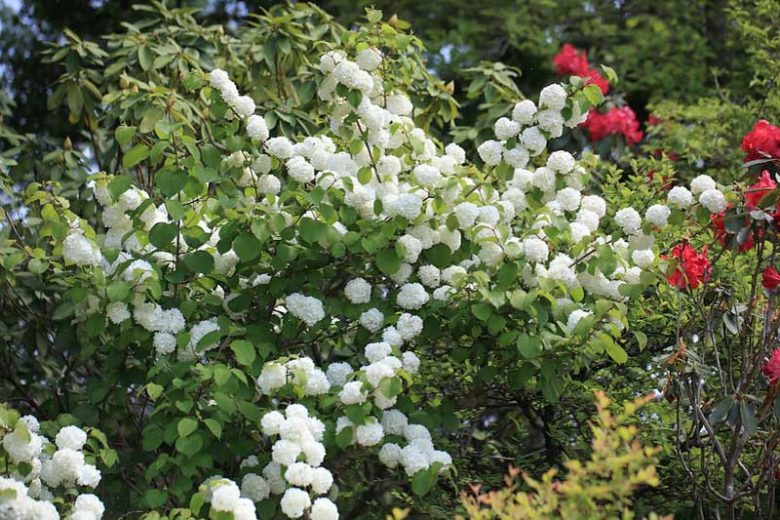 Native Plants, Invasive Plants, Viburnum plicatum, Japanese Snowball