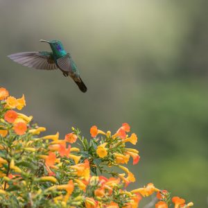 Hummingbird Plants, Attract Hummingbirds, Native Plants, Native Perennials, Native Vines, Virginia Native Plant, Virginia Native Perennials, Virginia Native Vines