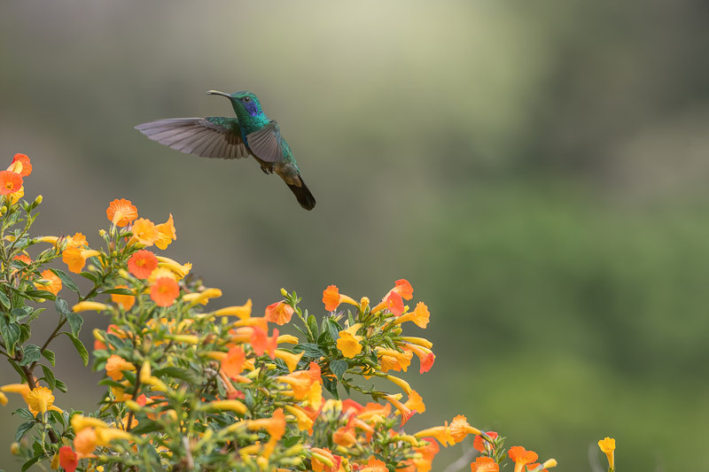 How To Draw Hummingbirds And Flowers