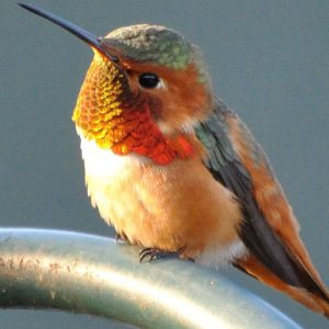 Hummingbird Plants, Attract Hummingbirds, Native Plants, Native Perennials, Native Vines, Virginia Native Plant, Virginia Native Perennials, Virginia Native Vines