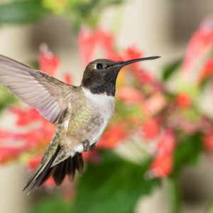 Hummingbird Plants, Attract Hummingbirds, Native Plants, Native Perennials, Native Vines, Virginia Native Plant, Virginia Native Perennials, Virginia Native Vines