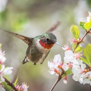 Hummingbird Plants, Attract Hummingbirds, Native Plants, Native Perennials, Native Vines, Virginia Native Plant, Virginia Native Perennials, Virginia Native Vines