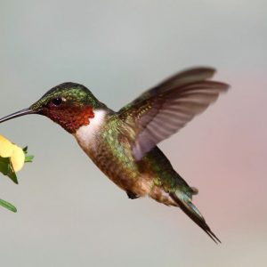 Hummingbird Plants, Attract Hummingbirds, Native Plants, Native Perennials, Native Vines, Virginia Native Plant, Virginia Native Perennials, Virginia Native Vines