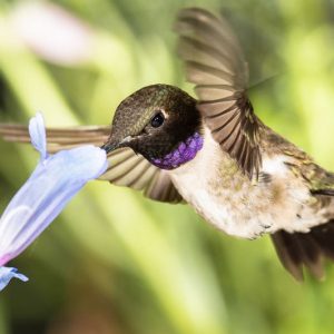 Hummingbird Plants, Attract Hummingbirds, Native Plants, Native Perennials, Native Vines, Virginia Native Plant, Virginia Native Perennials, Virginia Native Vines