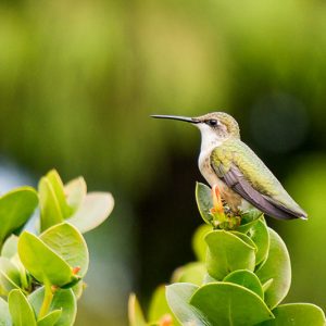 Hummingbird Plants, Attract Hummingbirds, Native Plants, Native Perennials, Native Vines, Virginia Native Plant, Virginia Native Perennials, Virginia Native Vines