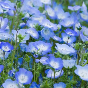 Nemophila menziesii, Baby Blue Eyes, Menzies Baby Blue Eyes, Nemophila insignis, Blue Flowers, Blue Groundcover, Blue Ground Cover