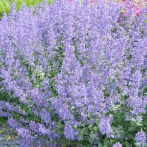 Nepeta x faassenii Junior Walker , Catmint Junior Walker, Nepeta x faassenii 'Novanepjun', Blue Summer Flowers, Purple Summer Flowers