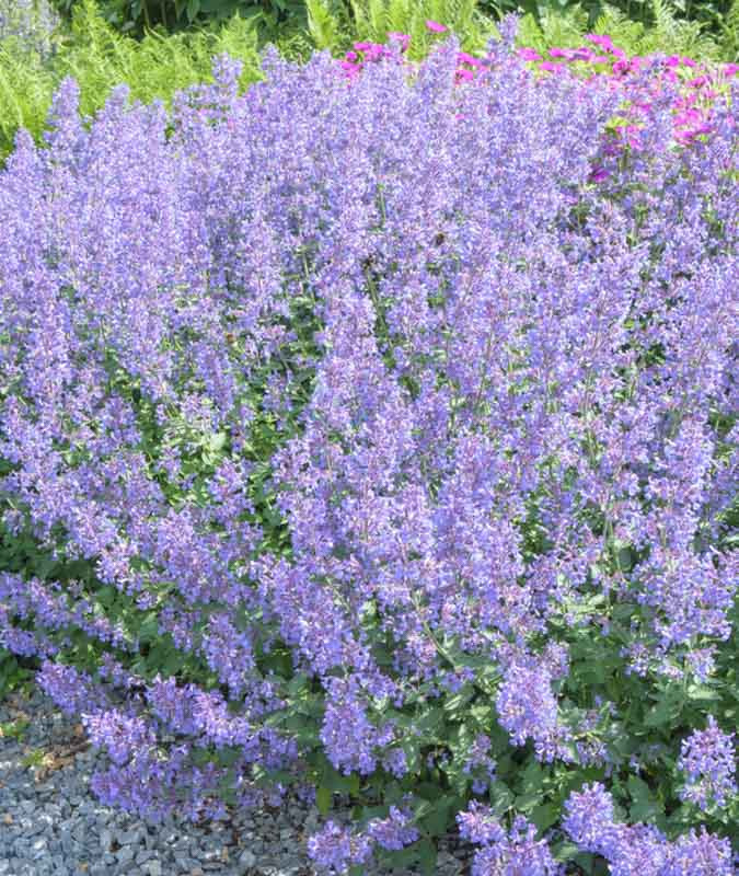 Nepeta x faassenii Junior Walker (Catmint)