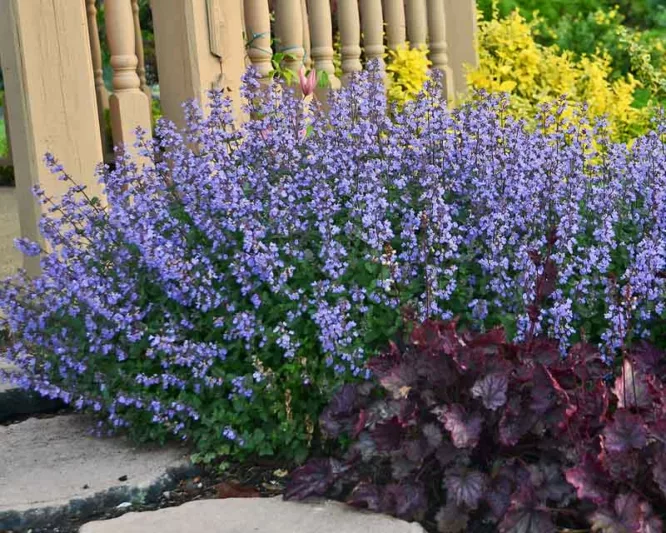Nepeta faassenii 'Purrsian Blue',  Catmint 'Purrsian Blue', Garden Caminth 'Purrsian Blue', PP24788, blue flowers, violet flowers, lavender flowers
