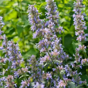 Nepeta grandiflora Bramdean, Catmint 'Bramdean', blue flowers, violet flowers, lavender flowers