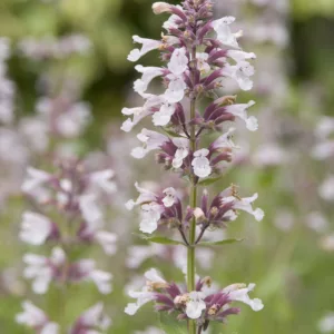 Nepeta grandiflora Dawn to Dusk, Catmint 'Dawn to Dusk', blue flowers, violet flowers, lavender flowers
