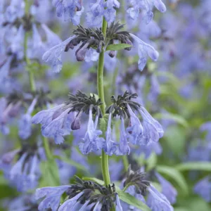 Nepeta Nepeta sibirica 'Souvenir d'André Chaudron', Catmint 'Souvenir d'André Chaudron', blue flowers, violet flowers, lavender flowers