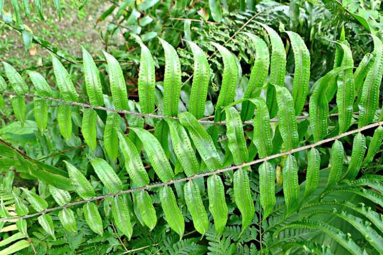 Nephrolepis biserrata, Giant Sword Fern, Aspidium biserratum, Evergreen Fern, Shade plants, shade perennial, plants for shade