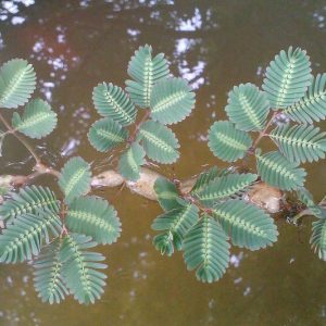 Neptunia oleracea, Water Mimosa, Sensitive Neptunia, Sensitive Water Plant, Neptunia aquatica, Pond Plants, Water Plants, Aquatic Plants, Yellow Flowers