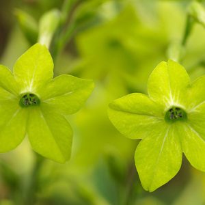 Nicotiana 'Lime Green',Nicotiana Alata 'Lime Green', Tobacco Plant 'Lime Green', Flowering Tobacco 'Lime Green', Green flowers, Fragrant flowers, Nicotiana