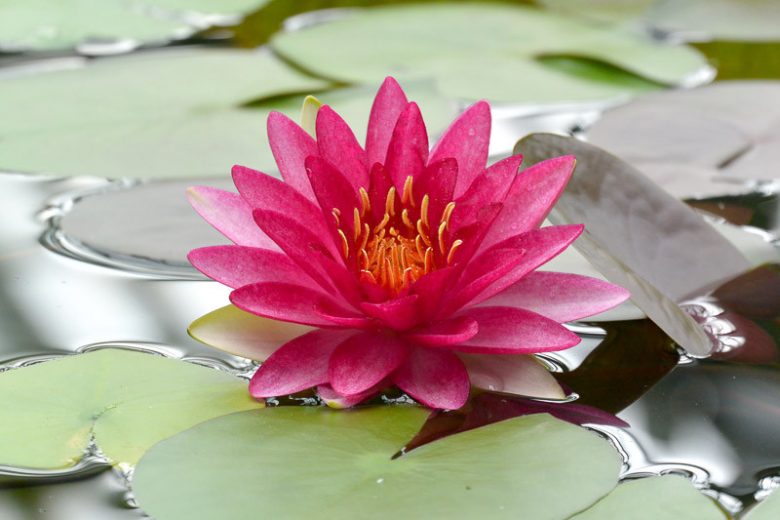 Nymphaea Attraction, Waterlily 'Attraction', Water Lily 'Attraction', Hardy Nymphaea, Hardy Waterlily, Hardy Water Lily, Red Waterlily, Red Water Lily