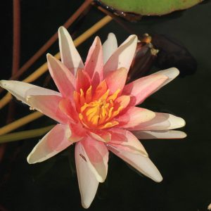 Nymphaea Sioux, Waterlily 'Sioux', Water Lily 'Sioux', Hardy Nymphaea, Hardy Waterlily, Orange Waterlily, Orange Water Lily