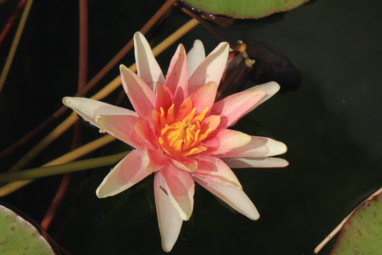 Nymphaea Sioux, Waterlily 'Sioux', Water Lily 'Sioux', Hardy Nymphaea, Hardy Waterlily, Orange Waterlily, Orange Water Lily