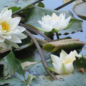 Nymphaea alba, White Water Lily, White Waterlily, Bobbins, Cambie Leaf, Can Dock, Common Water Lily, European White Lily, Flutterdock, Platter Dock