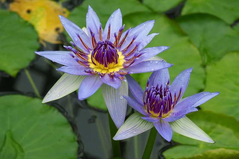 Blue Lotus - Gardenia