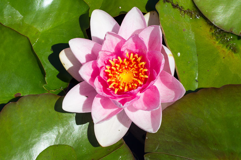 Nymphaea 'Charles de Meurville' (Hardy Water Lily)