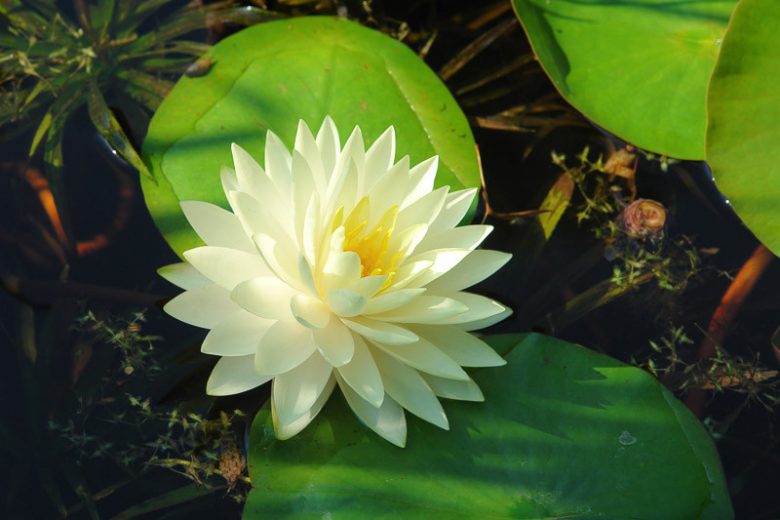 Nymphaea Gonnere, Waterlily 'Gonnere', Water Lily 'Gonnere', Nymphaea 'Crystal White', Nymphaea 'Snowball', Hardy Nymphaea, Hardy Waterlily, Hardy Water Lily, White Waterlily, White Water Lily