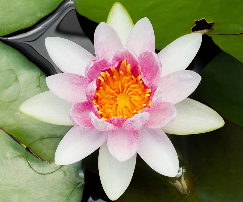 Nymphaea 'Mrs Richmond' (Hardy Water Lily)