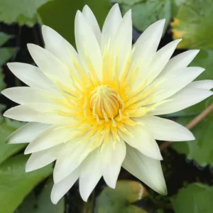 Nymphaea odorata, American White Water-Lily, Fragrant White Water-Lily, Fragrant Water-Lily, White Water-Lily, Sweet-scented White Water-Lily, Sweet-scented Water-Lily,