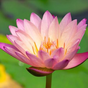 Nymphaea 'Pink Pearl', Water Lily 'Pink Pearl', Tropical Nymphaea, Pink Water Lily, Pink Waterlily, Tropical Water Lily, Tropical Waterlily