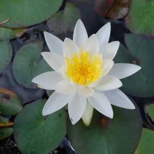 Nymphaea tetragona, Pygmy Waterlily, Small White Water Lily, Nymphaea pygmaea Alba, Castalia tetragona, White Water-Lily, White Waterlily, Dwarf Water Lily, Miniature Water Lily