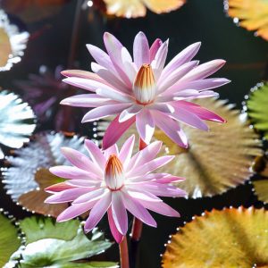Nymphaea Texas Shell Pink, Water Lily 'Texas Shell Pink', Water Lily 'Texas Shell Pink, Tropical Nymphaea, Pink Water Lily, Pink Waterlily, Tropical Water Lily, Tropical Waterlily