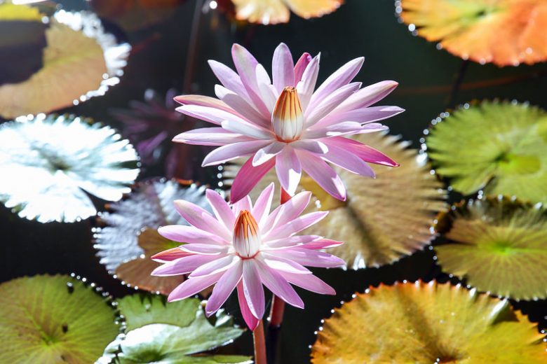 Nymphaea Texas Shell Pink, Water Lily 'Texas Shell Pink', Water Lily 'Texas Shell Pink, Tropical Nymphaea, Pink Water Lily, Pink Waterlily, Tropical Water Lily, Tropical Waterlily