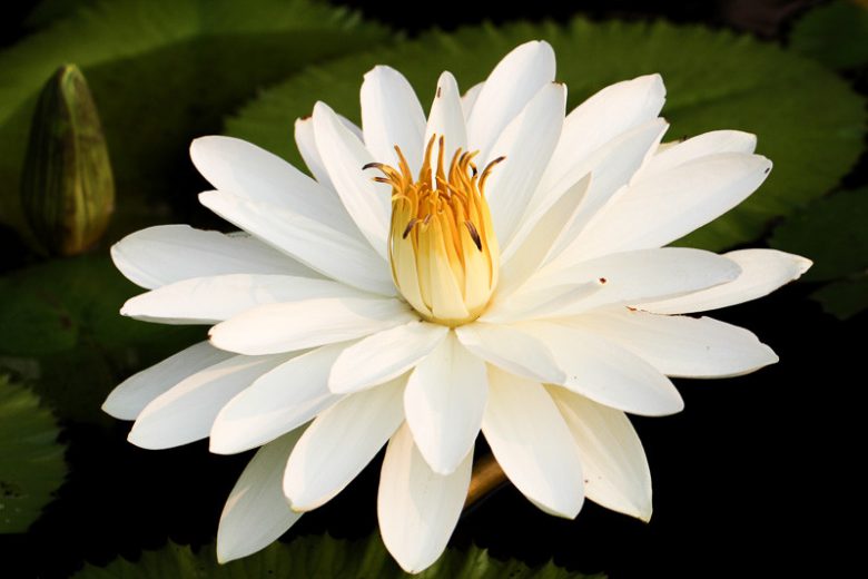 Nymphaea Wood's White Knight, Water Lily 'Wood's White Knight', Water Lily 'Wood's White Knight, Tropical Nymphaea, White Water Lily, White Waterlily, Tropical Water Lily, Tropical Waterlily