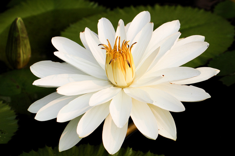 Nymphaea 'Wood's White Knight' (Tropical Water)