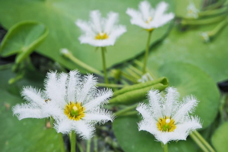 Nymphoides indica, Water Snowflake, White Flowers, Pond Plants, Water Garden Flowers, Aquatic Plants, Aquatic Flowers