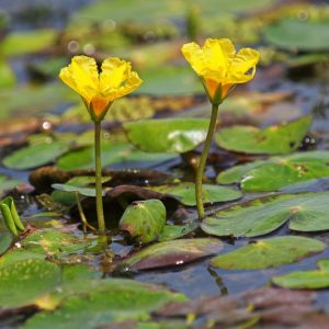 Nymphoides peltata, Yellow Floating Heart, Dwarf Waterlily, Fringed Buckbean, Fringed Water Lily, Small Yellow Water Lily, Water Fringe, Yellow Flowers, Pond Plants, Water Garden Flowers, Aquatic Plants, Aquatic Flowers