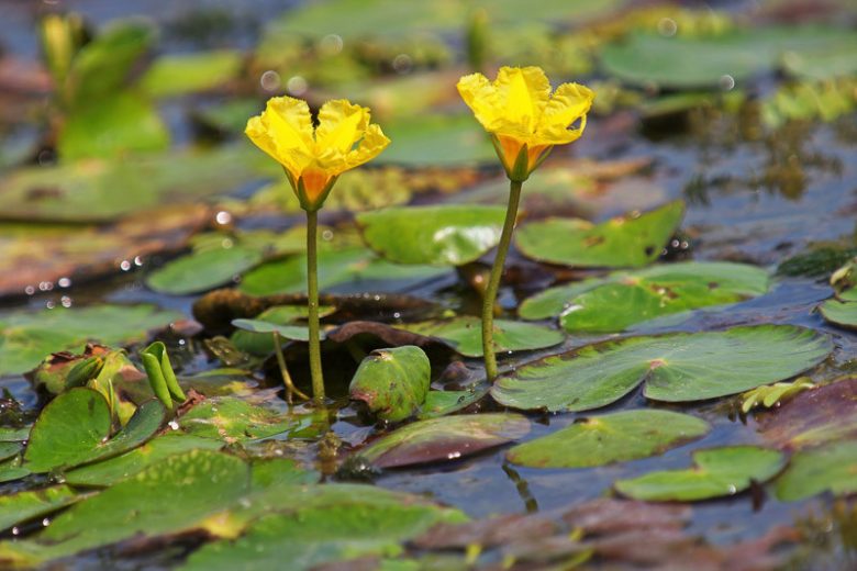 Nymphoides peltata, Yellow Floating Heart, Dwarf Waterlily, Fringed Buckbean, Fringed Water Lily, Small Yellow Water Lily, Water Fringe, Yellow Flowers, Pond Plants, Water Garden Flowers, Aquatic Plants, Aquatic Flowers