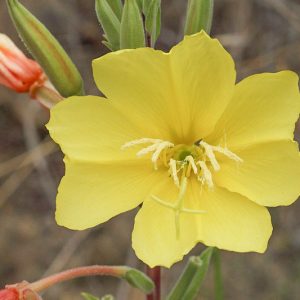 Oenothera elata, Hooker's Evening Primrose, Hairy Evening Primrose, Western Evening Primrose, Marsh Evening Primrose, Yellow Flowers, Native Plants