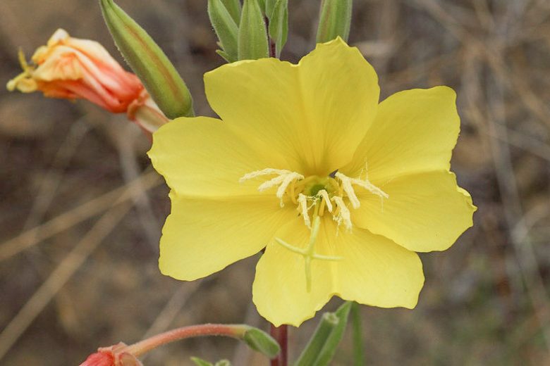 Oenothera elata, Hooker's Evening Primrose, Hairy Evening Primrose, Western Evening Primrose, Marsh Evening Primrose, Yellow Flowers, Native Plants